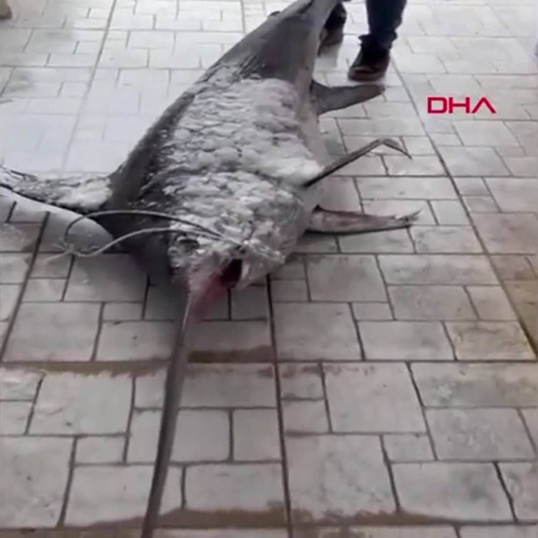 Yakaladıkları 150 kg ağırlığındaki kılıç balığını restorana rekor fiyata sattılar! Görenlerin ağzı açık kaldı 7